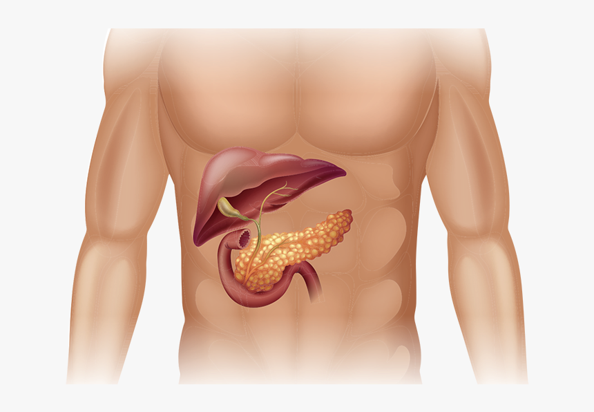 Pancreatic Cancer In Body - Human Body Pancreas Png, Transparent Png, Free Download