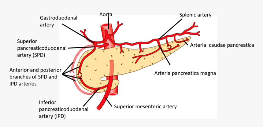 Pancreas Blood Supply, HD Png Download, Free Download