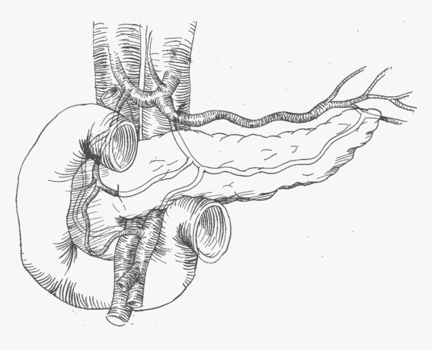 19 Pancreas Drawing Sketch Huge Freebie Download For - Pancreas Drawing Png, Transparent Png, Free Download