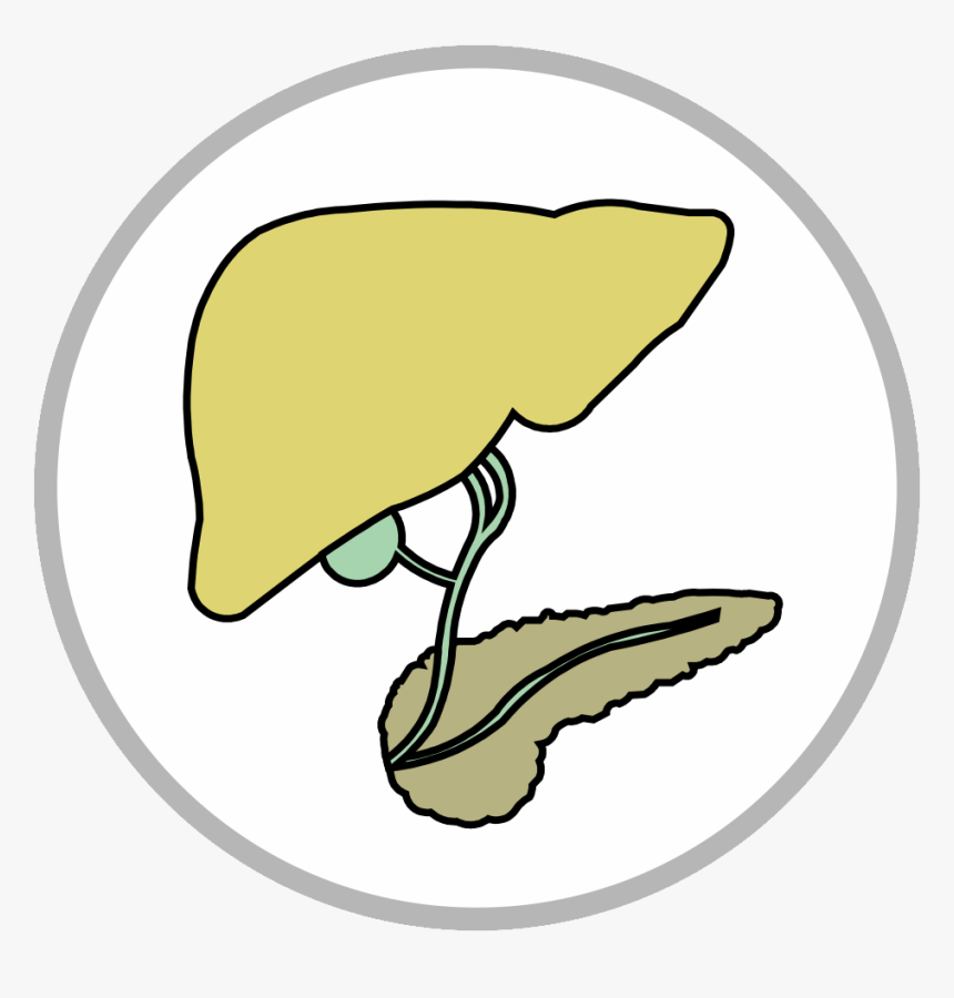 Hepatobiliary And Pancreatic Icon, HD Png Download, Free Download