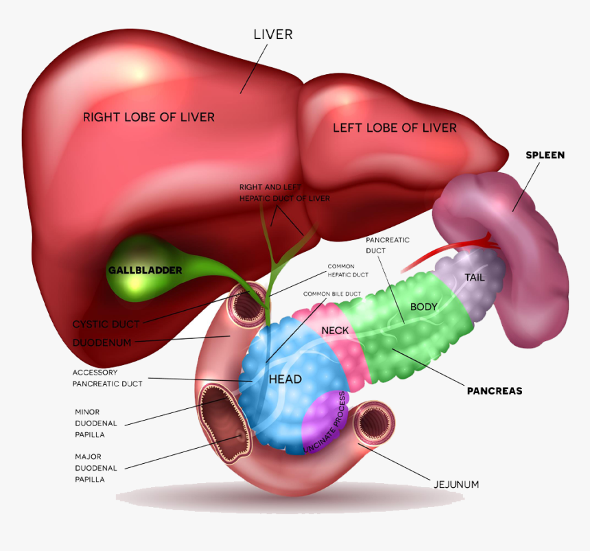 Most Cysts In The Pancreas Are Benign And Can Be Safely - Liver Gallbladder Pancreas, HD Png Download, Free Download