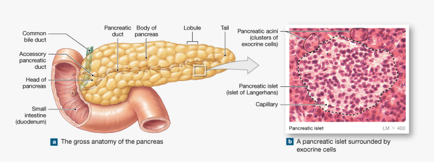 Anatomical Features Of The Pancreas, HD Png Download, Free Download