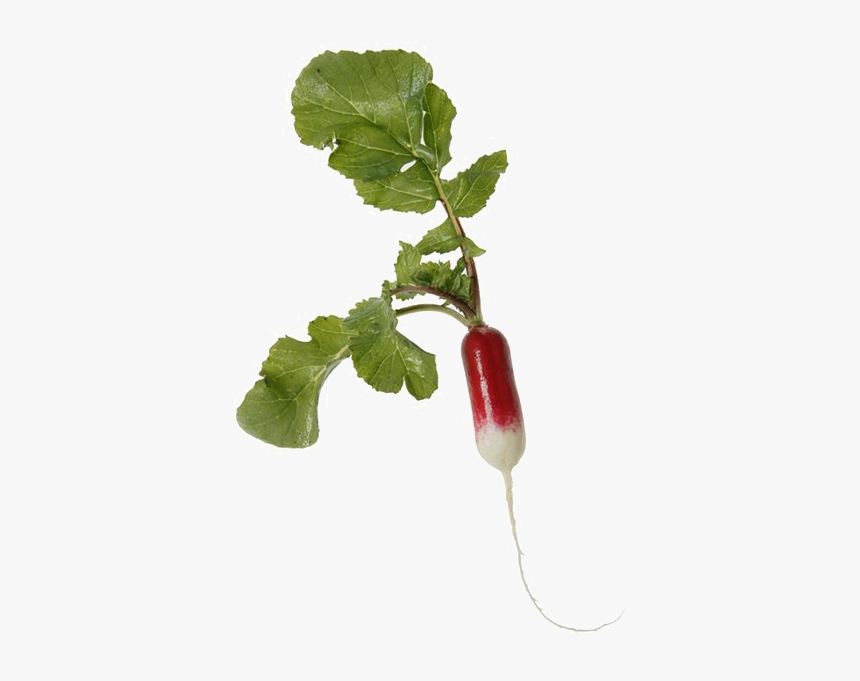 Radish Png Transparent Image - Snow Peas, Png Download, Free Download