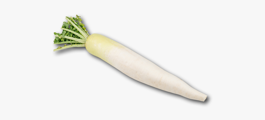 Daikon, HD Png Download, Free Download