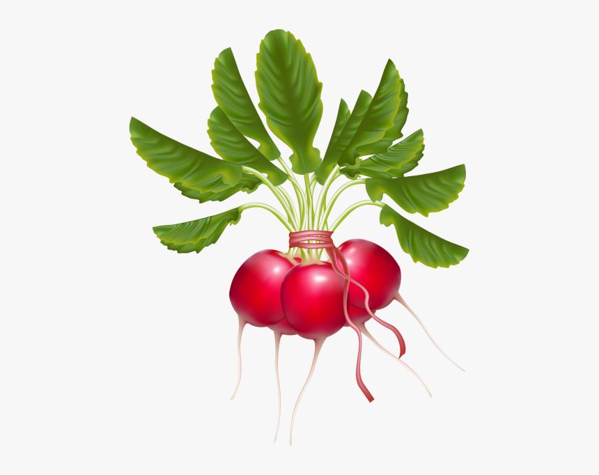 Turnip - Редиска Вектор Пнг, HD Png Download, Free Download