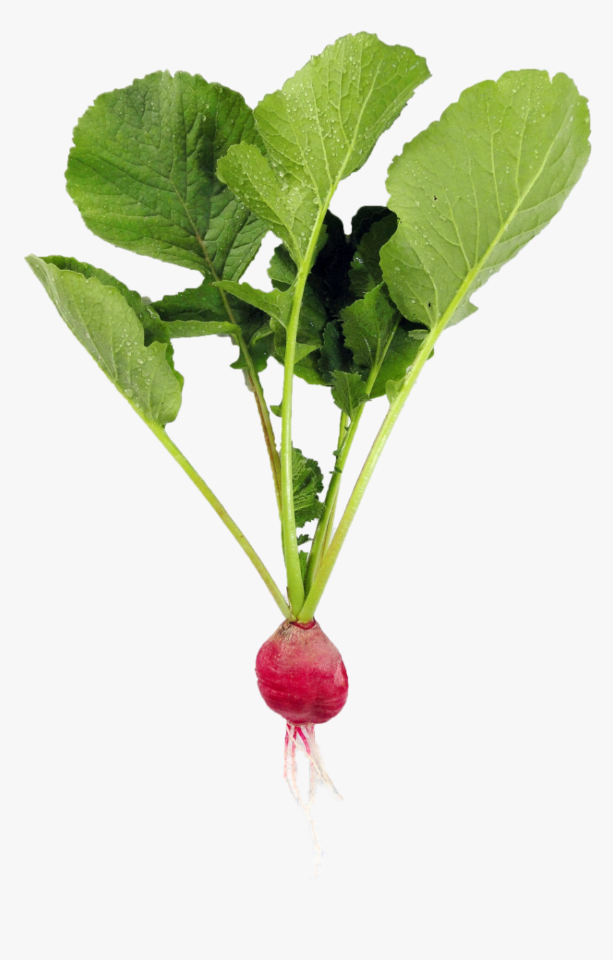 Clip Art Radish Farming - Leaf Vegetable, HD Png Download, Free Download