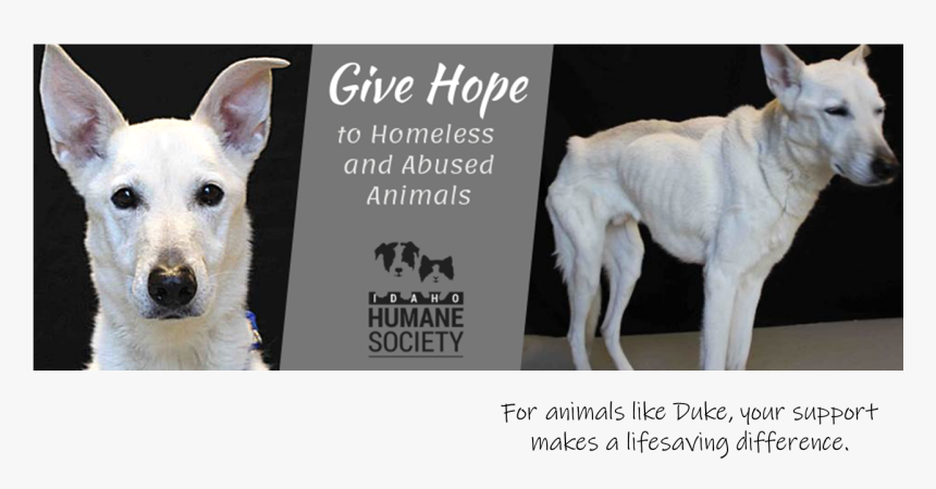Transparent Cat And Dog Love Clipart - Idaho Humane Society, HD Png Download, Free Download