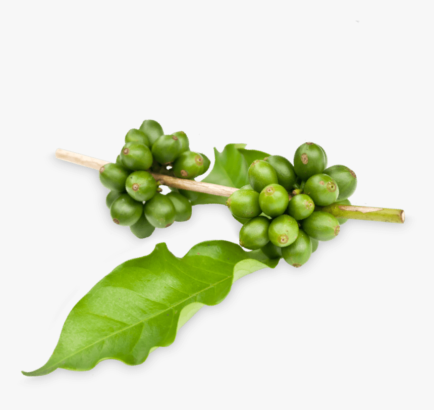 Prozis Green Coffee Extract - Green Coffee Tree Png, Transparent Png, Free Download