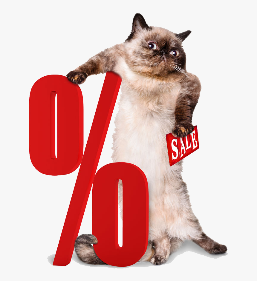 Cat sale