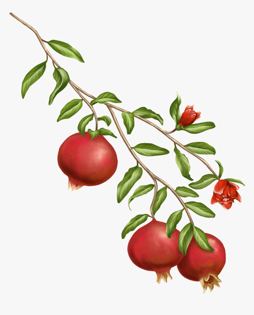 Width= - Pomegranate Tree On A Transparent Background, HD Png Download, Free Download