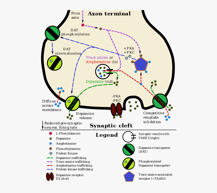 A Pharmacodynamic Model Of Amphetamine And Taar1 - Amphetamine Dopamine, HD Png Download, Free Download