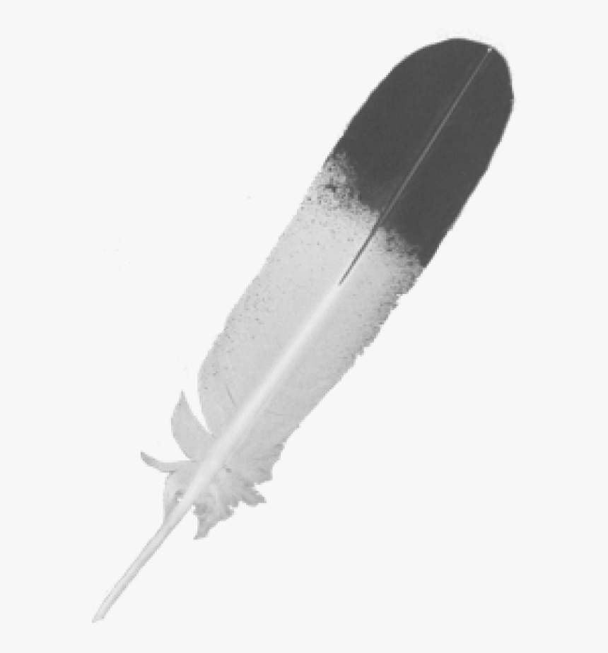 Feather Icon Png Image - Skateboard, Transparent Png, Free Download