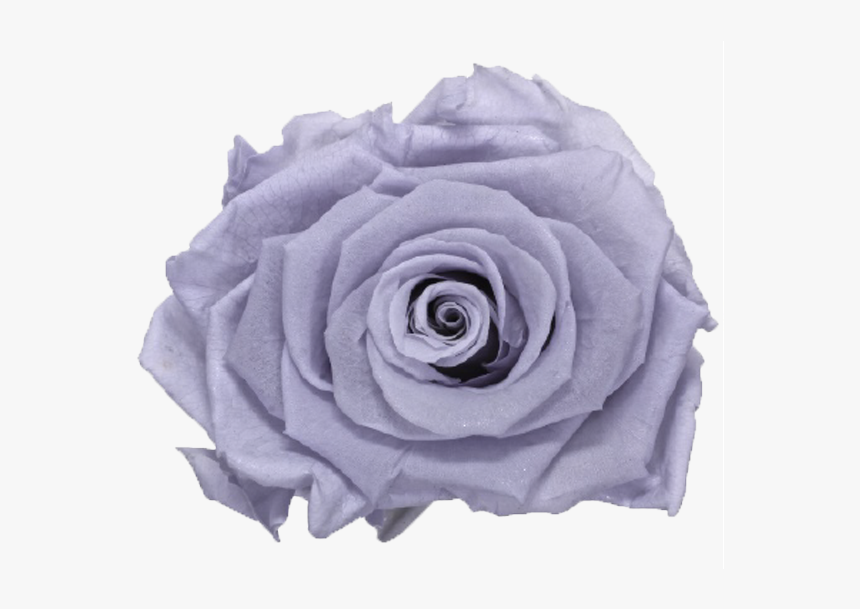 Single Rose Marble Box"
 Class="lazyload Lazyload Fade - Garden Roses, HD Png Download, Free Download