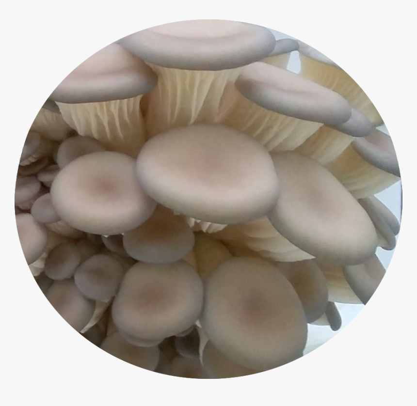 Pleurotus Eryngii, HD Png Download, Free Download