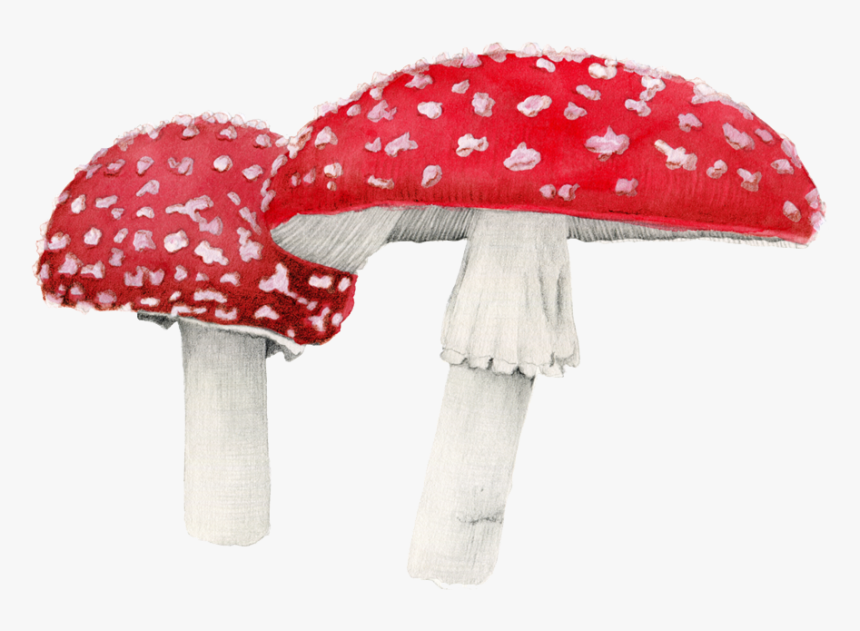 Amanita Muscaria Png Free Download - Amanita Muscaria Png, Transparent Png, Free Download