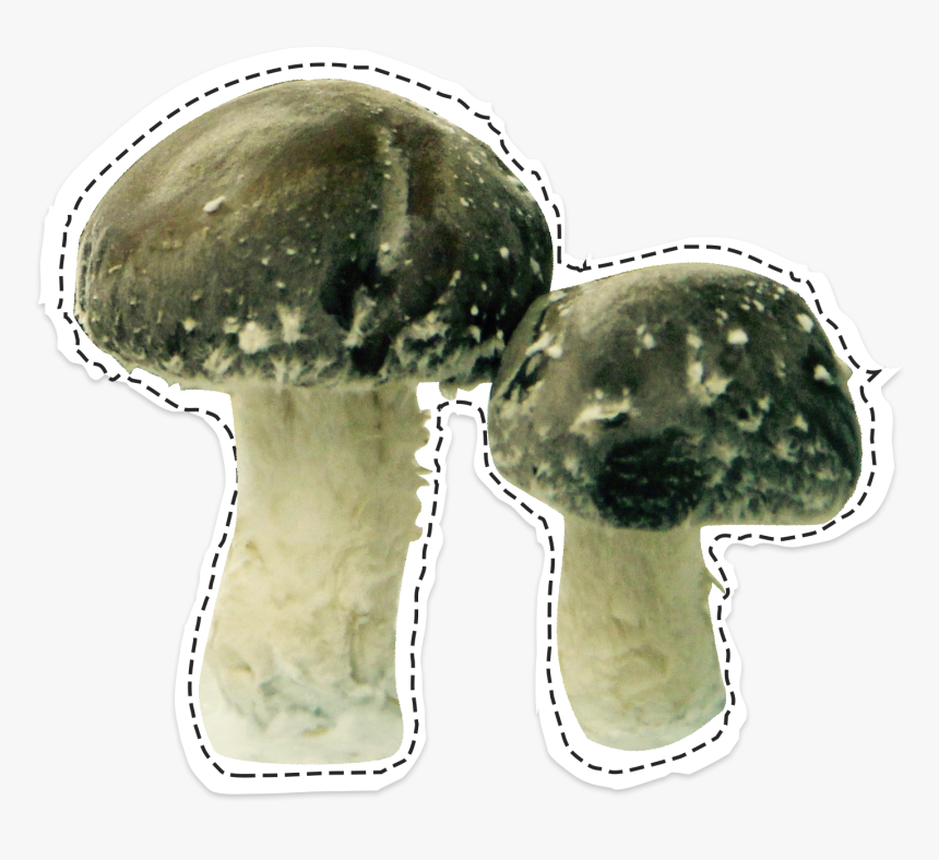 Shiitakés La Caverne - Champignon Mushroom, HD Png Download, Free Download