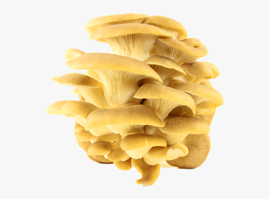 Oyster Mushroom, HD Png Download, Free Download