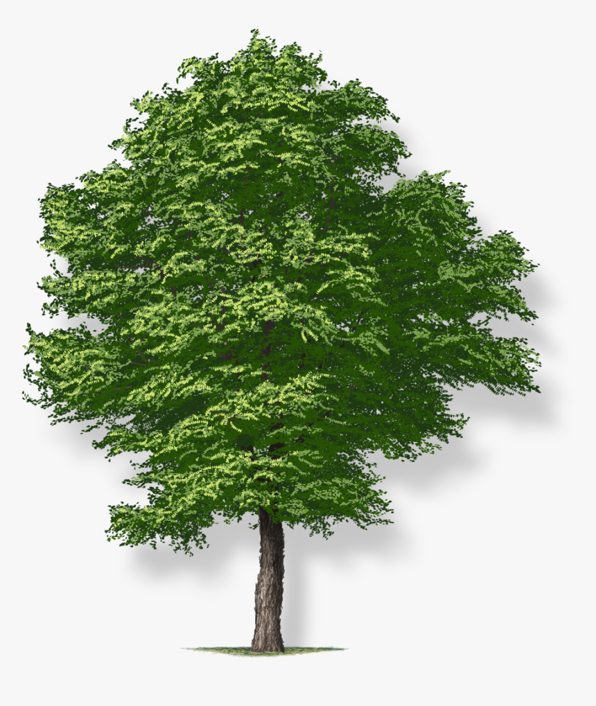 Free Image Of Tree - Tree Png Transparent, Png Download, Free Download