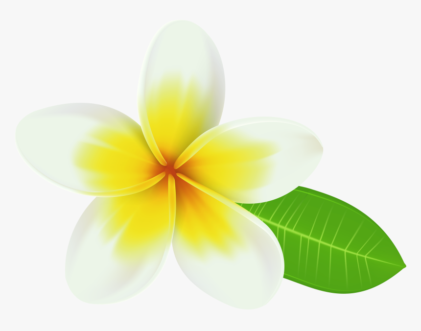 Clip Art Png Transparent Clip Art - Plumeria Clipart, Png Download, Free Download