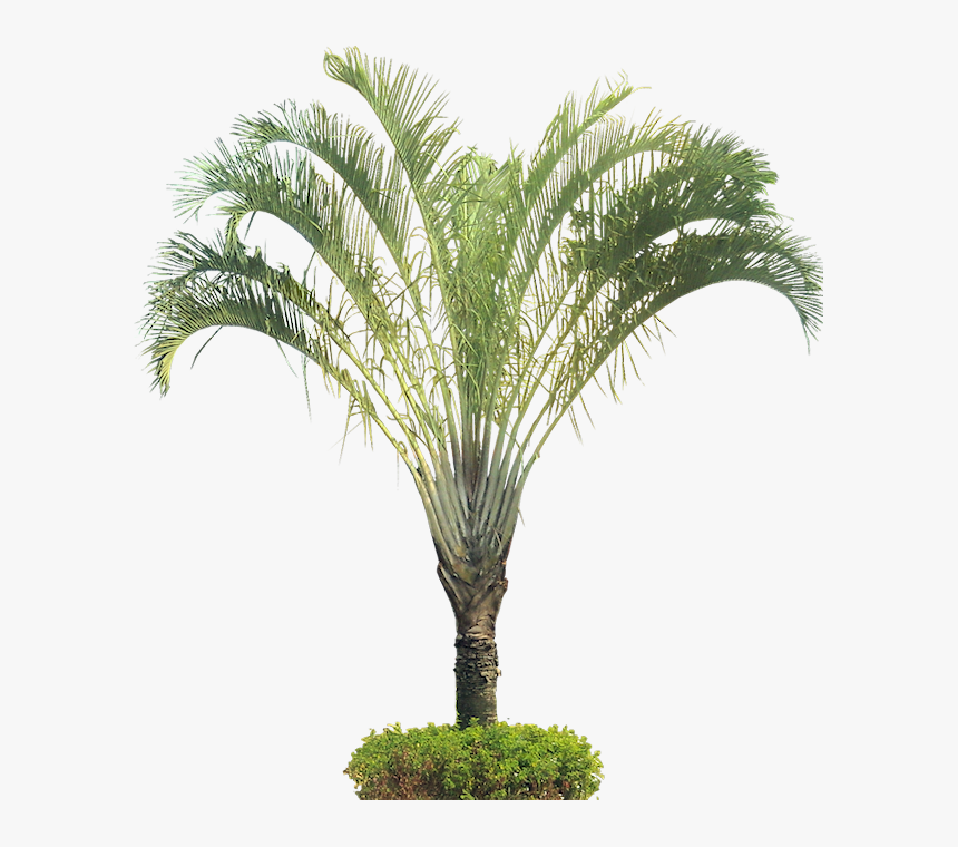 Dypsis Decaryi Tree Png, Transparent Png, Free Download