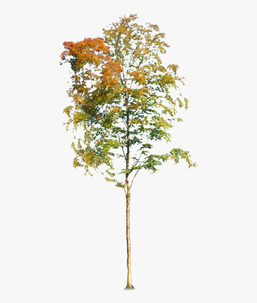 Autumn Tree Png, Transparent Png, Free Download
