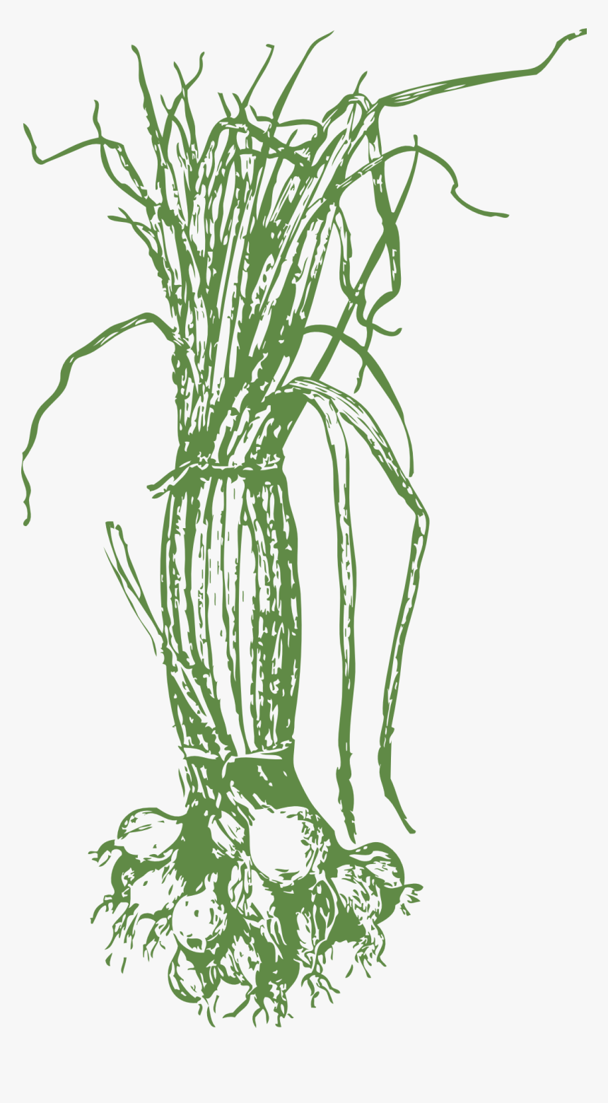 Onions - Onion Plant Black And White, HD Png Download, Free Download