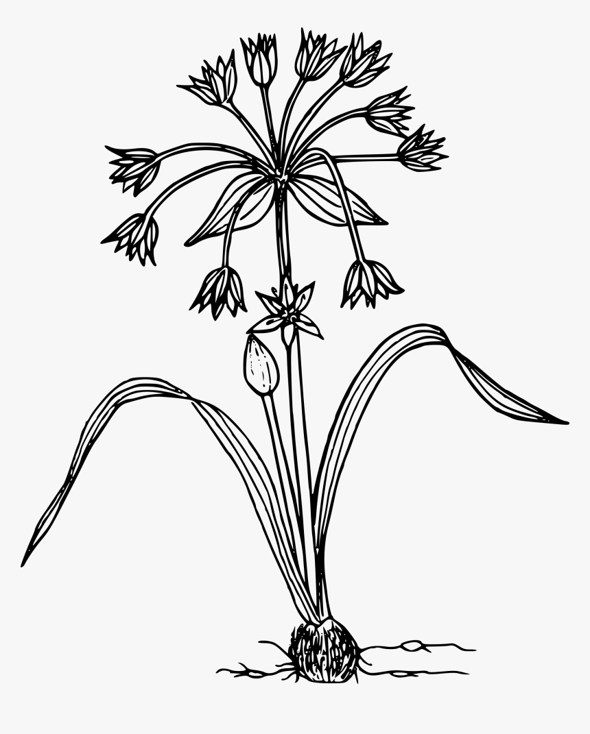 Sierran Onion Clip Arts - Wildflower In Black And White, HD Png Download, Free Download