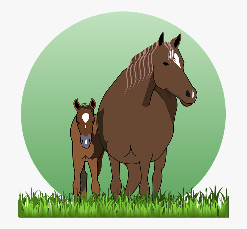 Horse, Cub, Horse With Cub, Horses, Animal, Grass - Horse And Foal Clipart, HD Png Download, Free Download