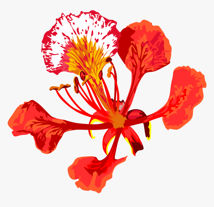 Vector Flowers Gulmohar - Poinciana Flower Drawing, HD Png Download, Free Download