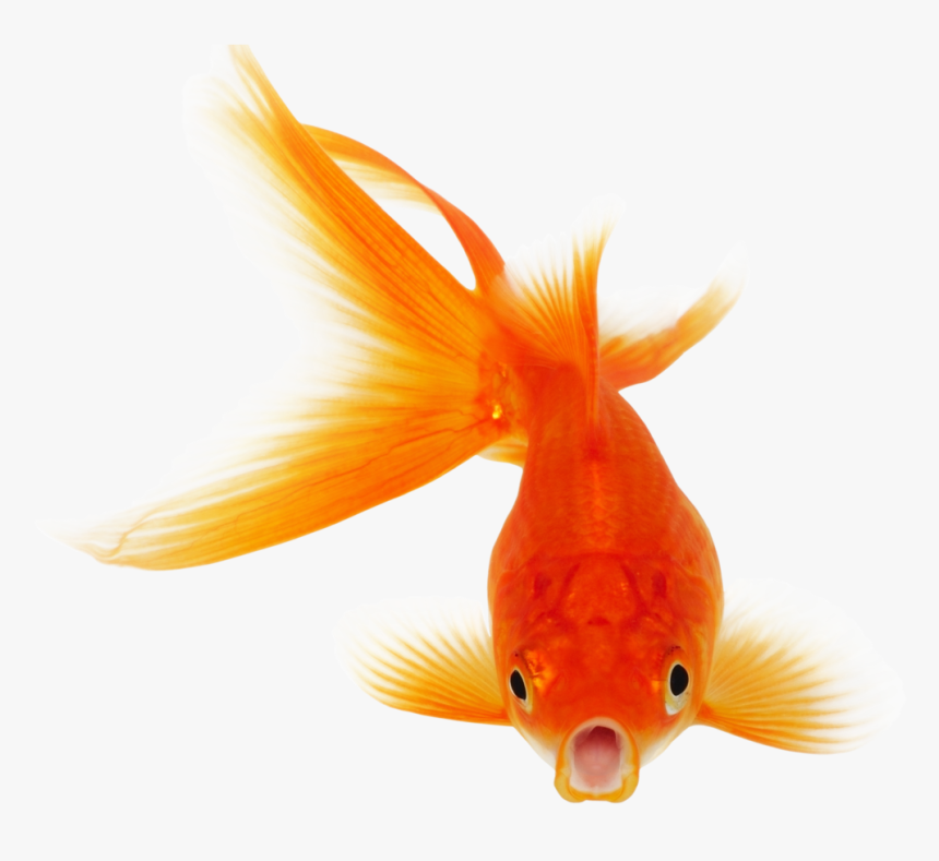 Goldfish Clipart Golden Fish - Fish Png, Transparent Png, Free Download