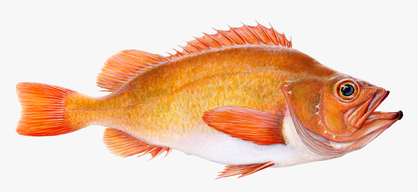 Golden Redfish - Icelandic Red Fish, HD Png Download, Free Download