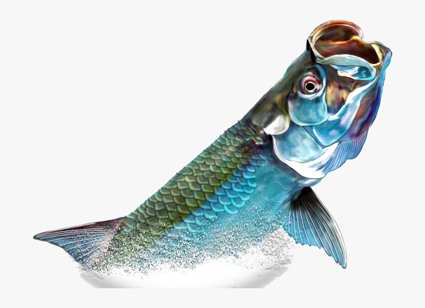 Tarpon Fish Png, Transparent Png, Free Download