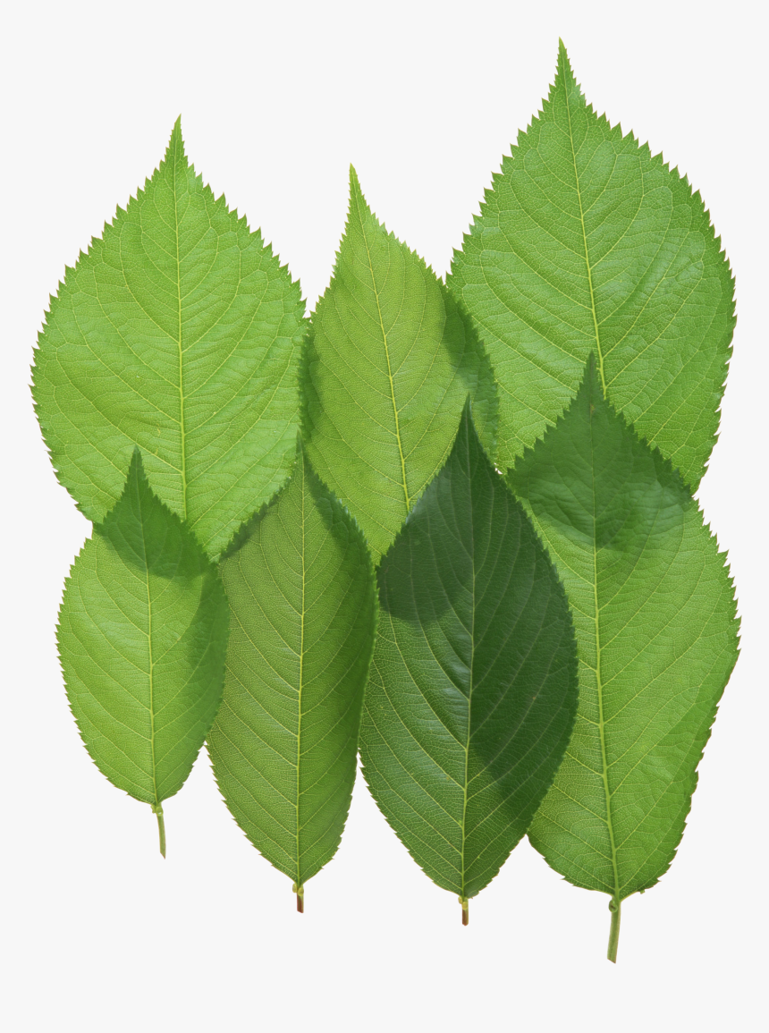 Green Leaf Png - Walnut Leaves Png, Transparent Png, Free Download