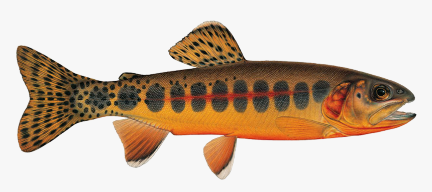 California State Fish Golden Trout, HD Png Download, Free Download