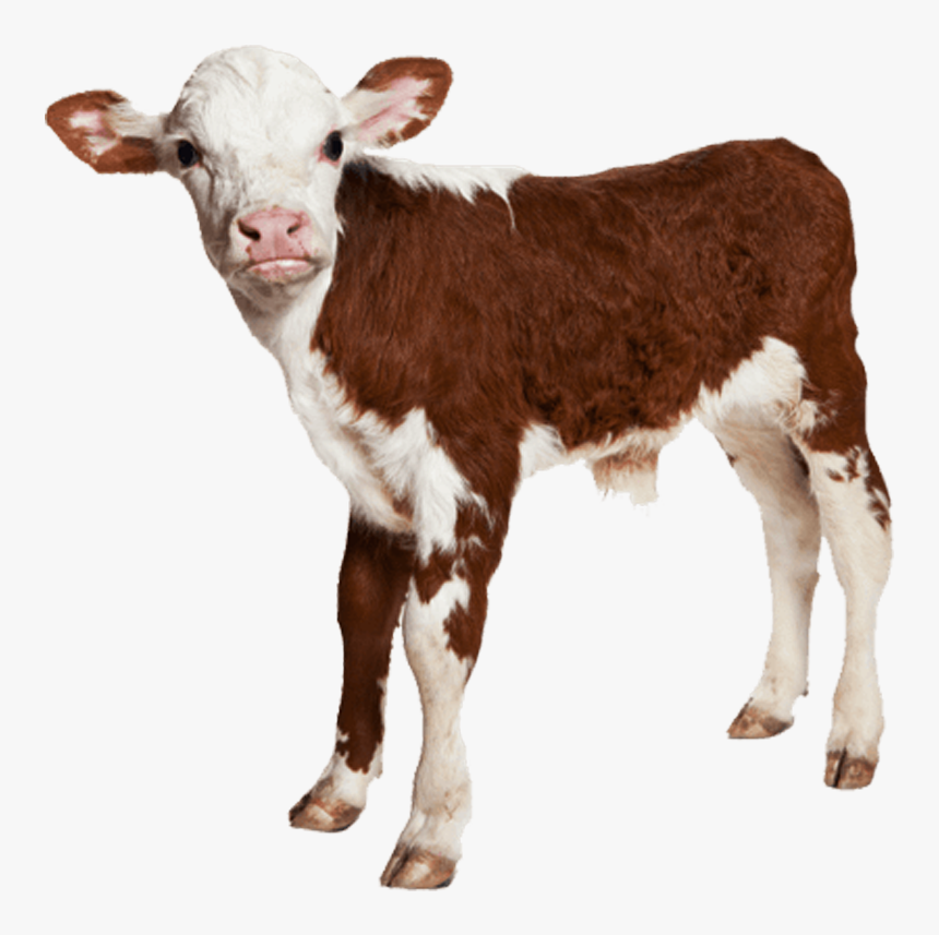 Buy Red And White Holstein Cow Online Farmvibes - Baby Cow White Background, HD Png Download, Free Download