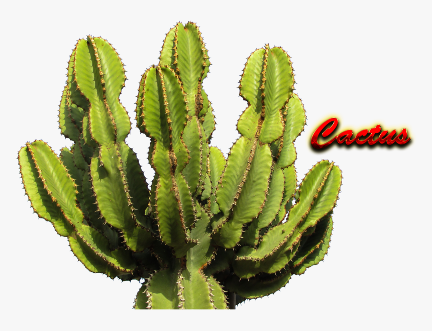 Cactus Png Hd - Png Transparent Cactus Png, Png Download, Free Download