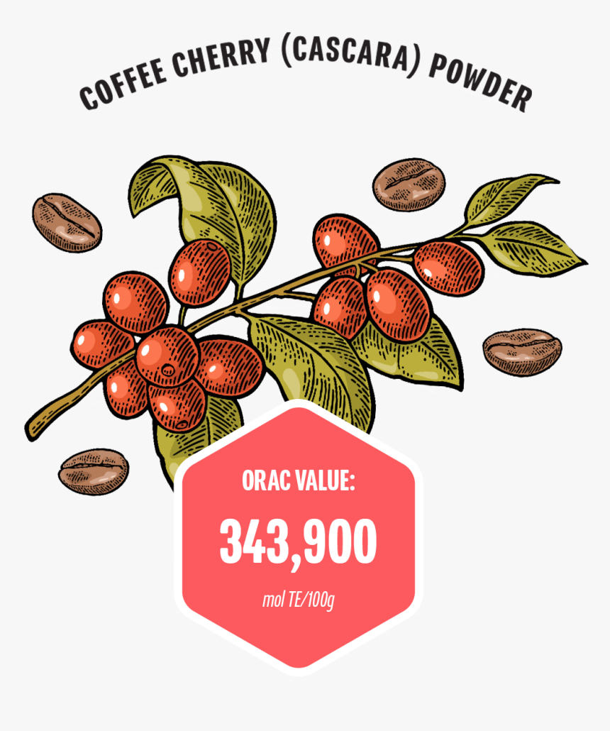 Coffee Cherry - Coffee Cherry Illustration, HD Png Download, Free Download