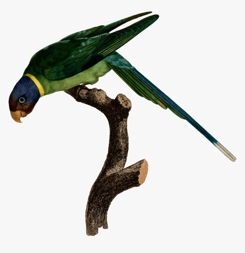 Parrot, HD Png Download, Free Download