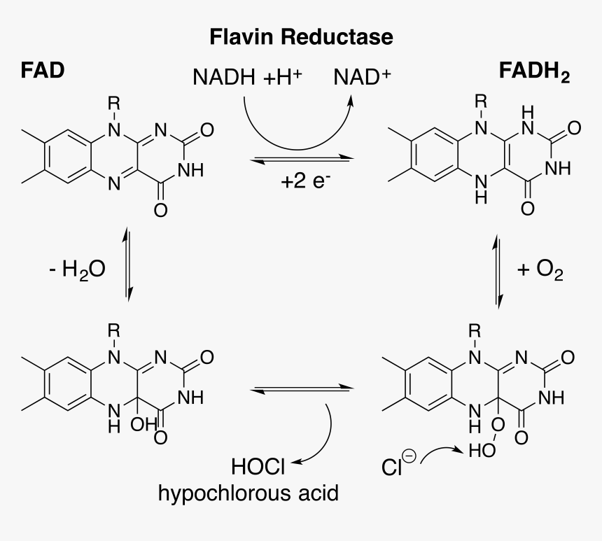 Fadh2 Production By Flavin Reductase For Hocl Generation - Fad And Fadh2 Structure, HD Png Download, Free Download