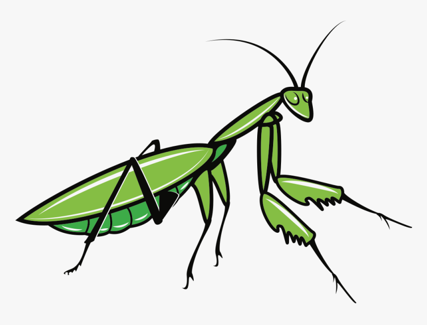 Praying Mantis - Praying Mantis Clipart, HD Png Download, Free Download