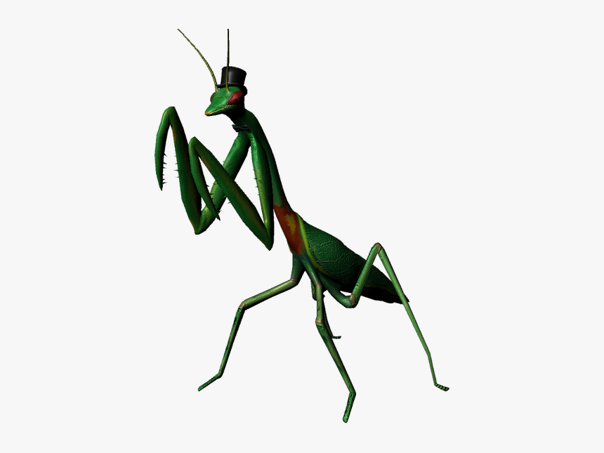 Picture - Praying Mantis In A Hat, HD Png Download, Free Download