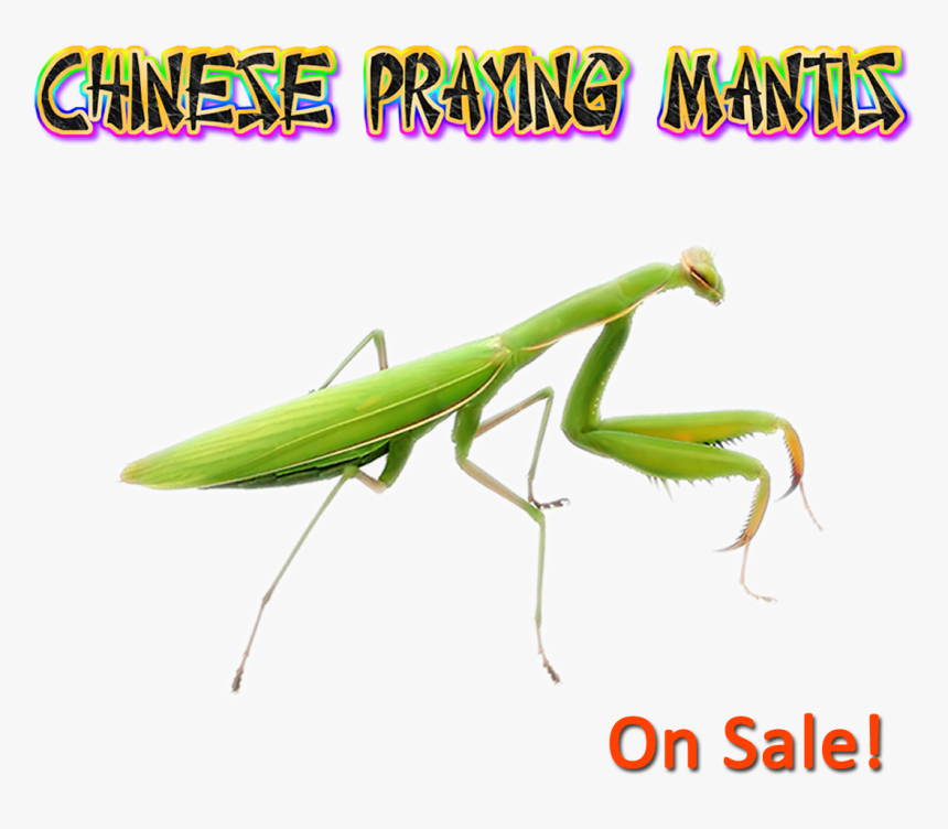 Mantidae, HD Png Download, Free Download