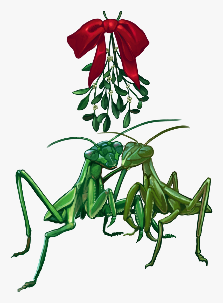 2013 Christmascard Mantis1scaled - Mantidae, HD Png Download, Free Download