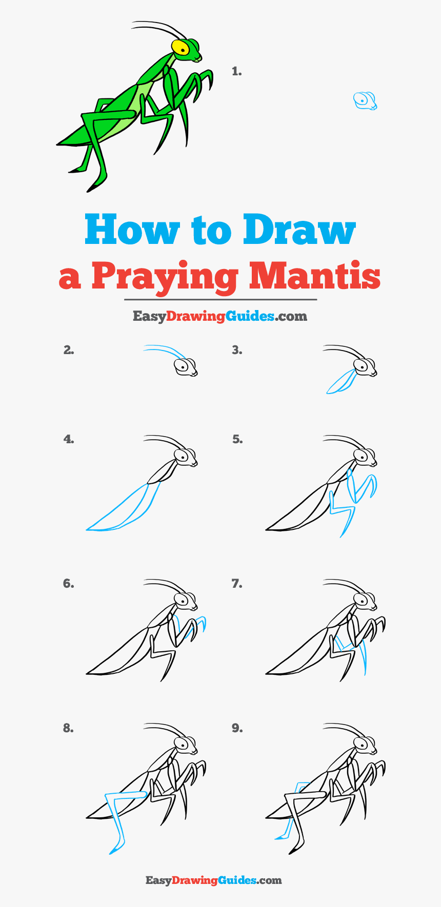 How To Draw Praying Mantis - Drawing Praying Mantis Step By Step, HD Png Download, Free Download