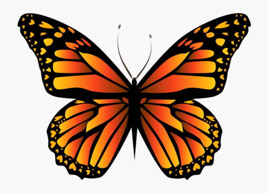 Borboleta Tons De Laranja E Preta - Drawing Monarch Butterfly, HD Png Download, Free Download