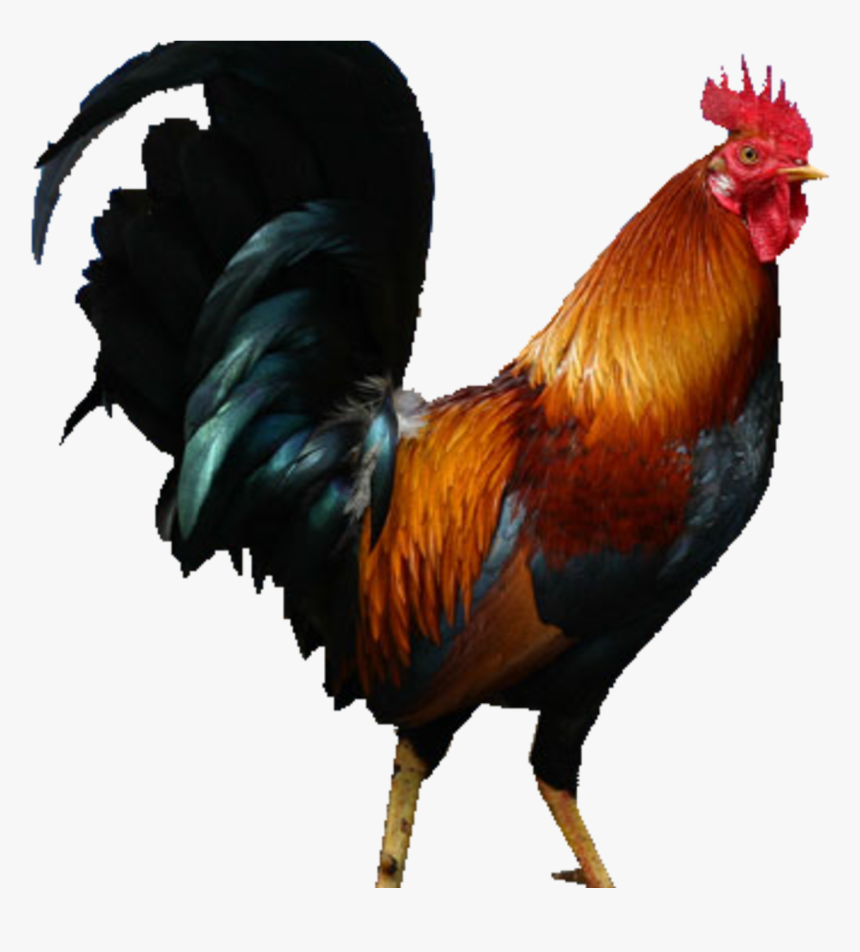 Manok Na Pula Lyrics, HD Png Download - kindpng