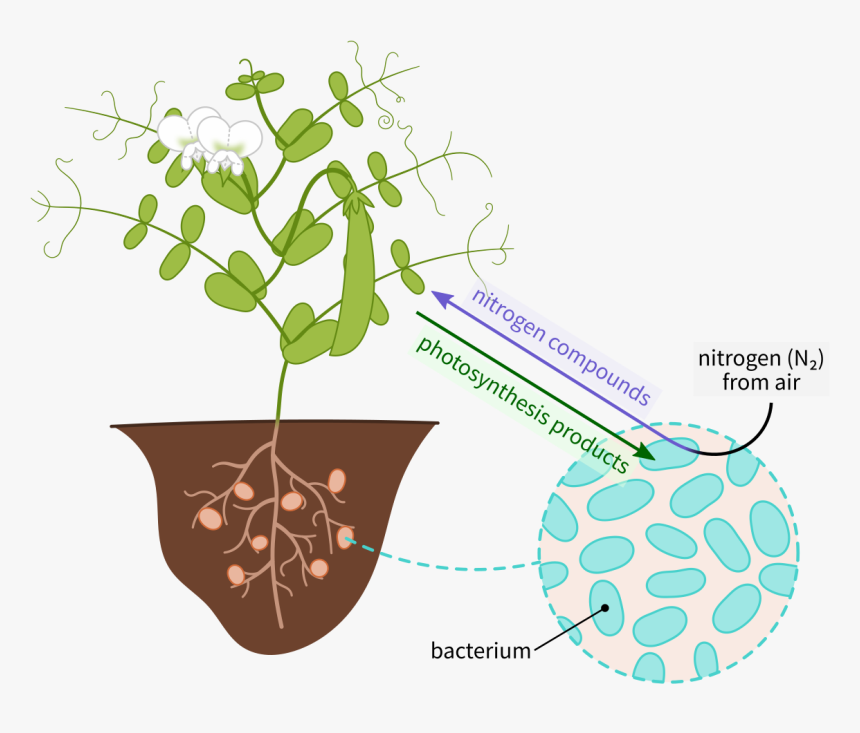 Root Nodules Of Legume Plant, HD Png Download, Free Download