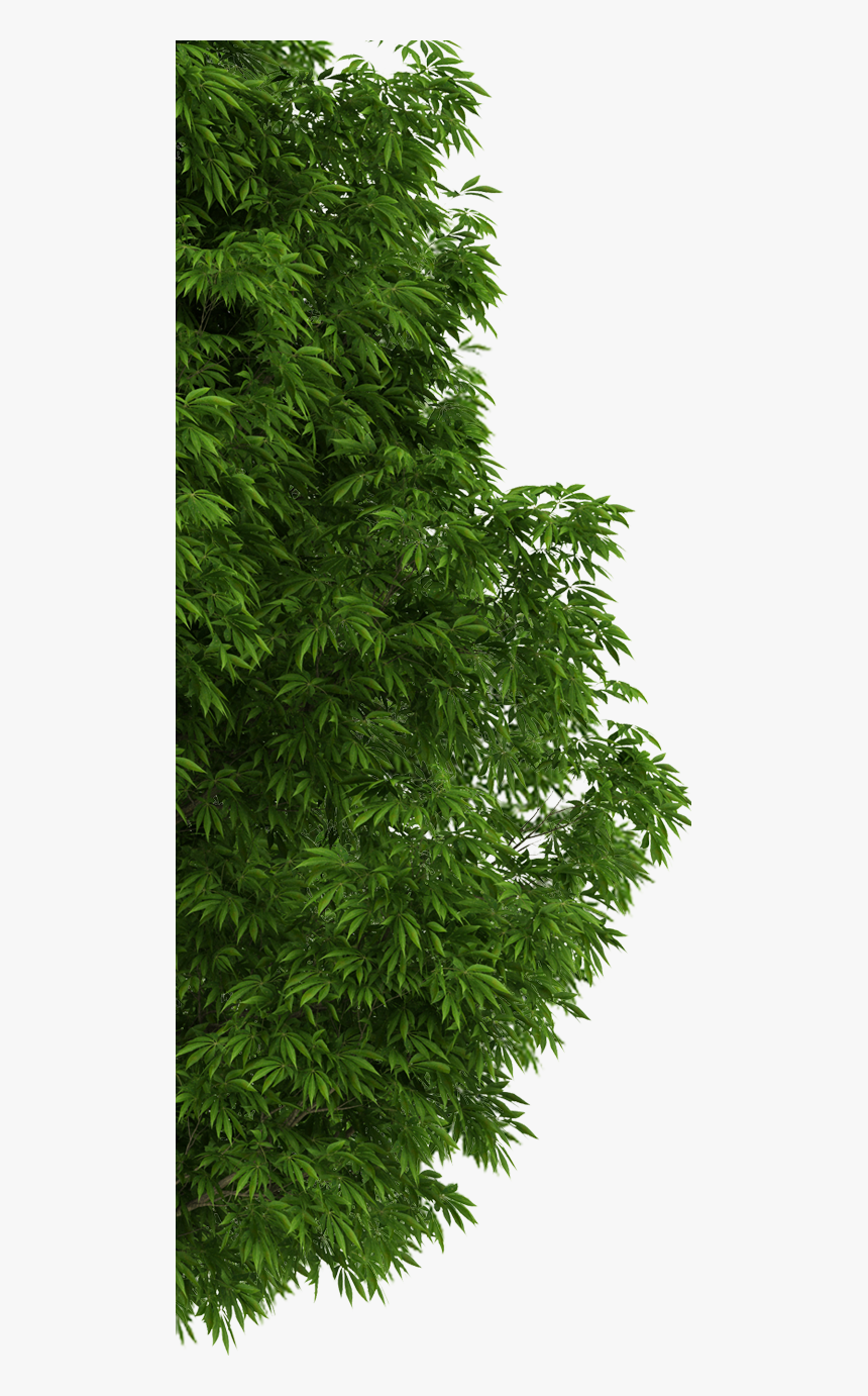 Shortleaf Black Spruce, HD Png Download, Free Download