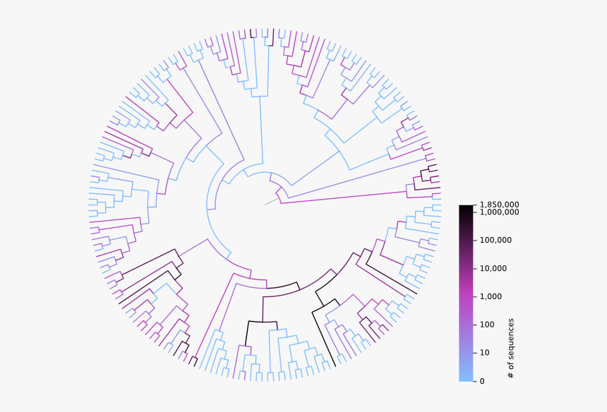 Phylogenetic Tree With Coloured Branches - Nexus File Phylogenetic Tree, HD Png Download, Free Download