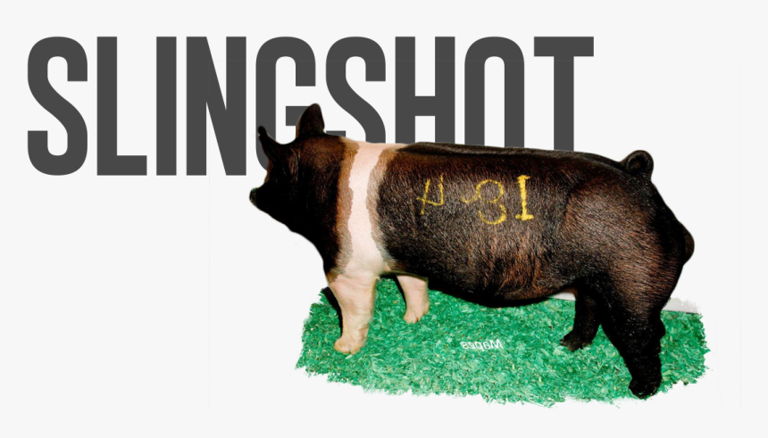 Domestic Pig, HD Png Download, Free Download